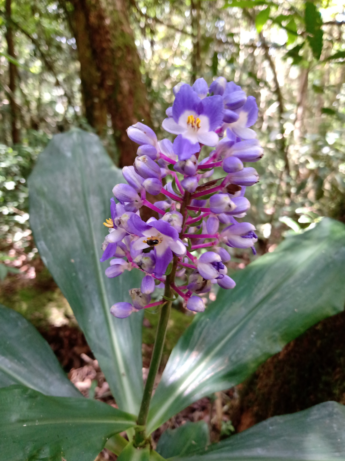 flor azul com abelha